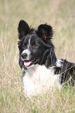 BORDER COLLIE 1511